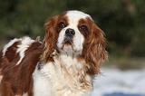 CAVALIER KING CHARLES 547